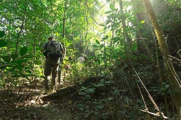 Tips Aman Menjelajahi Hutan Wanayasa