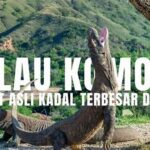 Jelajahi Habitat Asli Kadal Komodo