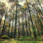 Keindahan Hutan Pinus Sejuk Malang