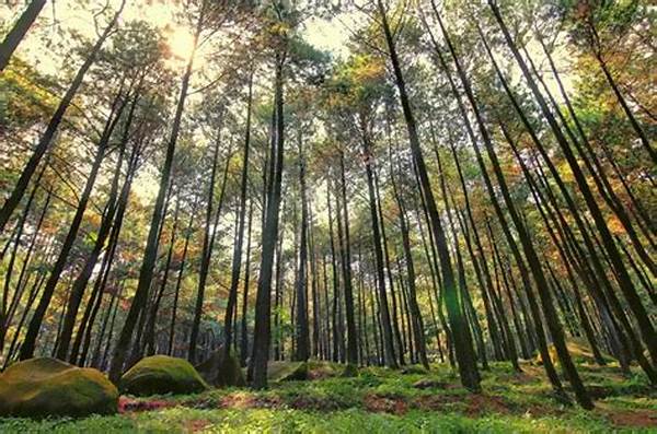 Keindahan Hutan Pinus Sejuk Malang