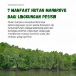 Manfaat Ekologis Hutan Mangrove