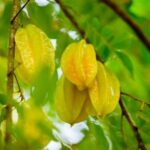 Pemanenan Belimbing Dewa Optimal