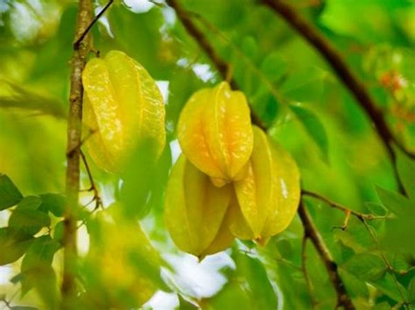 Pemanenan Belimbing Dewa Optimal