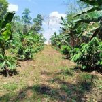 Pemanfaatan Lahan Kebun Kakao Optimal