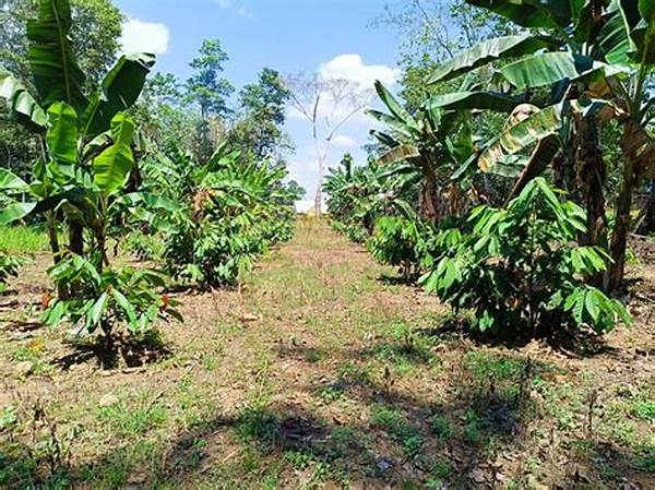 Pemanfaatan Lahan Kebun Kakao Optimal