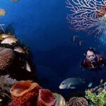 Rahasia Biodiversitas Di Pulau Jawa