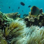 Strategi Perlindungan Biota Laut Kupang