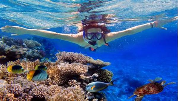 Surga Bawah Laut Indonesia Snorkeling