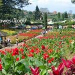 “taman Bunga Tomohon Terbaru”