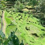 “teras Sawah Tegalalang Ubud”