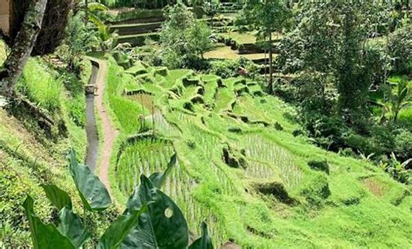 “teras Sawah Tegalalang Ubud”