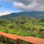“wisata Edukasi Kebun Teh Gunung Gede”