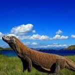 Alam Hijau Taman Nasional Komodo
