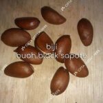 Rasa Unik Coklat Dari Biji Langka