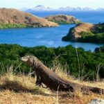 Taman Nasional Komodo Habitat Asli