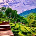 Agrowisata Gunung Mas Puncak