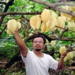 Pasar Ekspor Belimbing Dewa