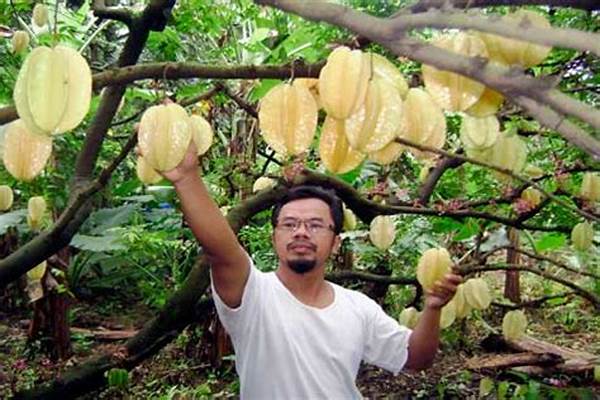 Pasar Ekspor Belimbing Dewa