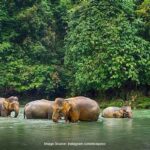 Satwa Langka Di Leuser