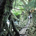 “jembatan Akar Tradisional Pesisir Selatan”