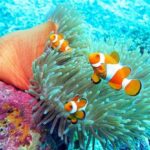 Keindahan Terumbu Karang Wakatobi