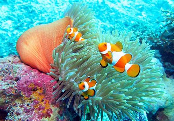 Keindahan Terumbu Karang Wakatobi