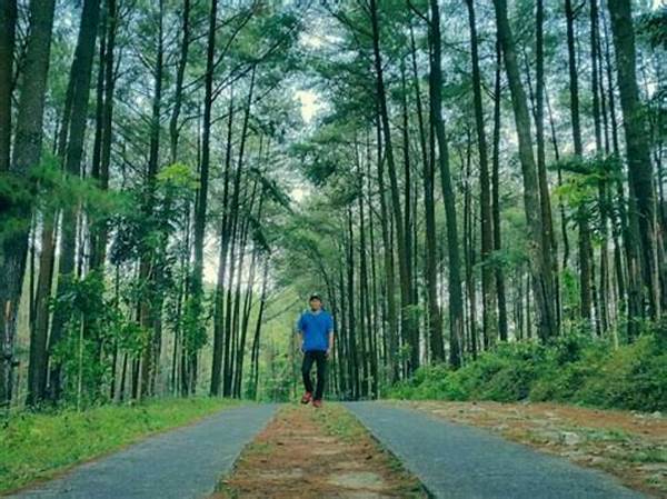 Liburan Tenang Di Tengah Hutan