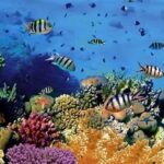 Menyelami Flora Fauna Bunaken