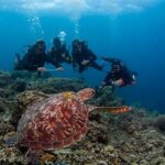 Penyelaman Aman Di Laut Indonesia