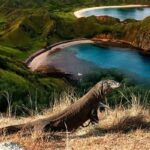 **pulau Komodo Nusa Tenggara Timur**