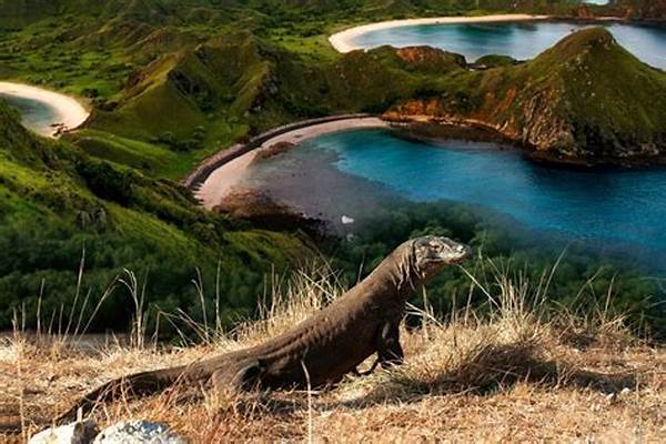 **pulau Komodo Nusa Tenggara Timur**