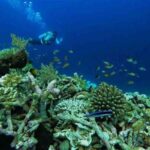 Surga Bawah Laut Wakatobi