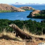 **taman Nasional Komodo Nusa Tenggara**