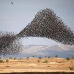 Waktu Terbaik Melihat Burung Migrasi