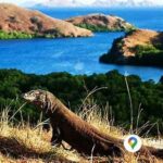 Wisata Eksotis Pulau Komodo