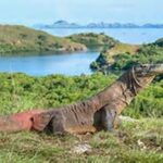 Habitat Asli Komodo Liar