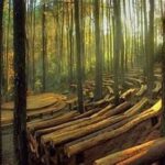 Hutan Pinus Mangunan Suasana Menenangkan