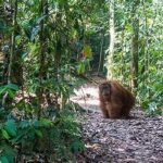 Jelajah Hutan Tropis Leuser Medan