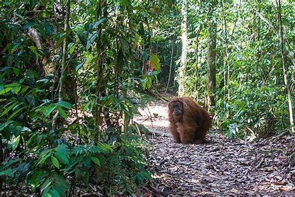 Jelajah Hutan Tropis Leuser Medan