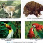 Kekayaan Fauna Di Ciwidey