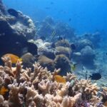**konservasi Terumbu Karang Bunaken**