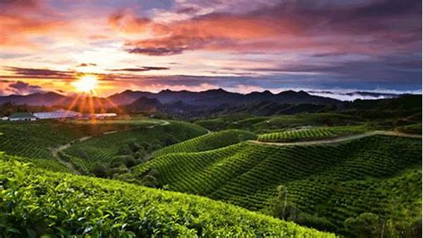 Panorama Pegunungan Sejuk Malino