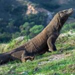 Perlindungan Ekosistem Pulau Komodo