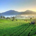 Pesona Kebun Teh Ciwidey Bandung