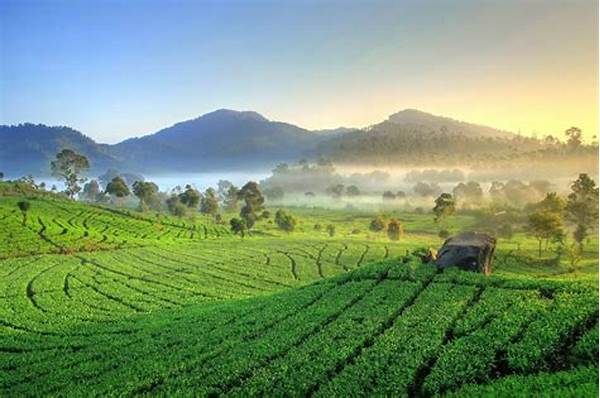 Pesona Kebun Teh Ciwidey Bandung