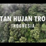 Petualangan Eksklusif Hutan Hujan Indonesia