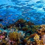 Ekosistem Laut Terumbu Karang Kupang