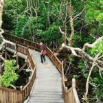 Hutan Mangrove Pariaman Pengalaman Seru