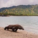 Komodo Sebagai Daya Tarik Wisata Edukasi
