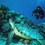 Menyelam Dengan Penyu Di Derawan